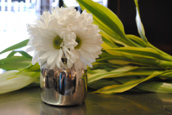 Картинка цветы хризантемы белые букет герберы