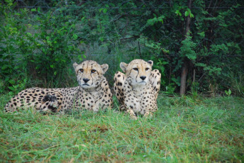 Картинка животные леопарды животное трава