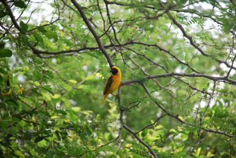 Картинка животные птицы птица ветки дерево