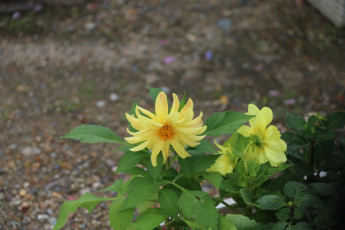 Картинка цветы георгины бутоны