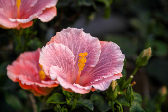 Картинка цветы гибискусы цветок гибискус