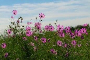 Картинка цветы космея