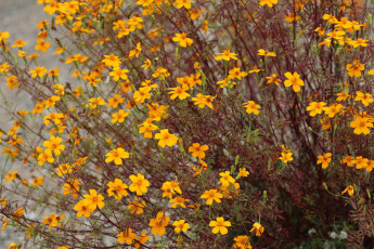 Картинка цветы космея куст