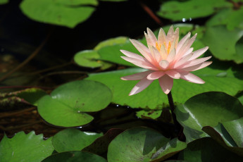 Картинка цветы лилии+водяные +нимфеи +кувшинки красавица