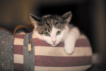 Картинка животные коты котенок интерес лапка мордочка