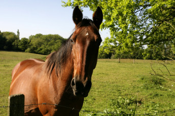 Картинка животные лошади лошадь животное поле