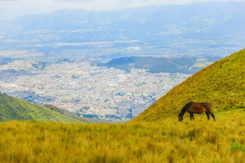 Картинка животные лошади пейзаж пастбище луг конь