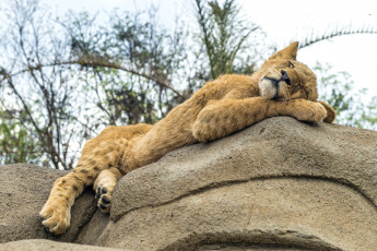 Картинка животные львы малыш сон