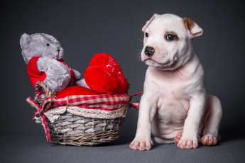 обоя животные, собаки, мишка, корзинка, собака, сердце