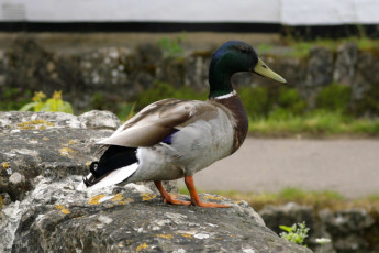 Картинка животные утки утка камень птица