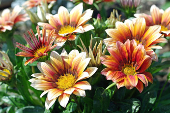 Картинка цветы газания оранж