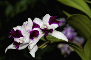 Картинка цветы орхидеи экзотика