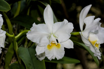 Картинка цветы орхидеи экзотика