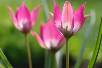 Картинка цветы тюльпаны трио