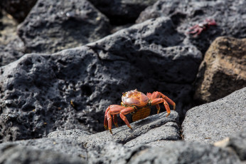 Картинка животные крабы +раки камень панцирь клешни краб