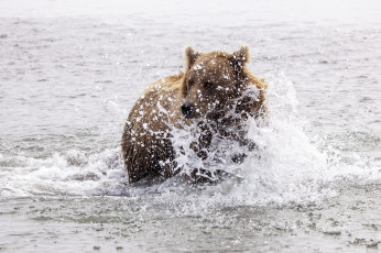 обоя животные, медведи, брызги, вода