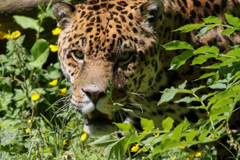 Картинка животные Ягуары заросли зелень клыки кошка морда