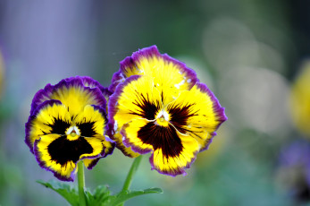 Картинка цветы анютины+глазки+ садовые+фиалки фиалка