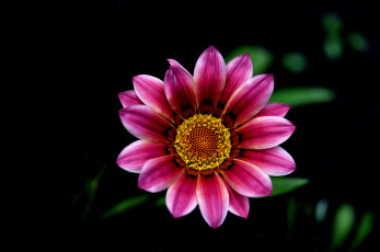 Картинка цветы газания розовый