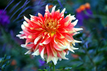 Картинка цветы георгины красный цветок георгин