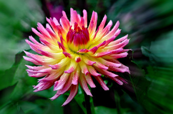 Картинка цветы георгины пышный