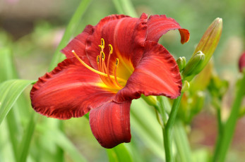 Картинка цветы лилии +лилейники красная лилия