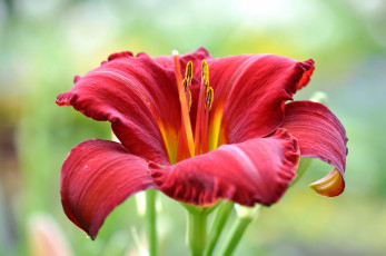 обоя цветы, лилии,  лилейники, лилия, красная