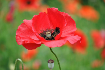 Картинка цветы маки красный мак