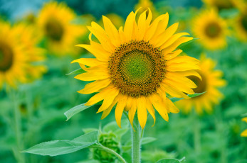 Картинка цветы подсолнухи подсолнух желтый