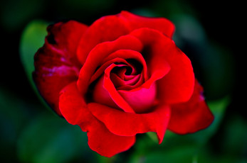 Картинка цветы розы красная роза