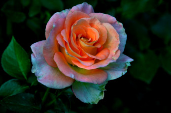 Картинка цветы розы оранжевая роза