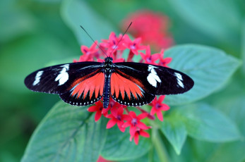 Картинка животные бабочки бабочка цветок