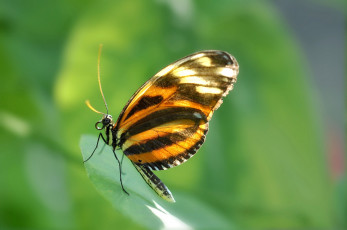 Картинка животные бабочки бабочка листья