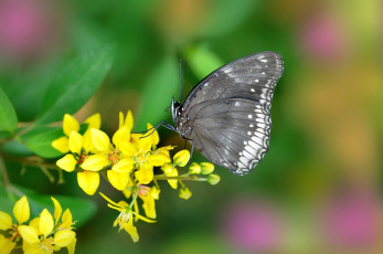 Картинка животные бабочки цветок бабочка