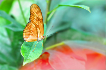 Картинка животные бабочки листья бабочка
