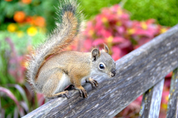 Картинка животные белки деревяшка белка животное