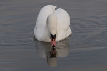 Картинка животные лебеди лебедь вода белый грация