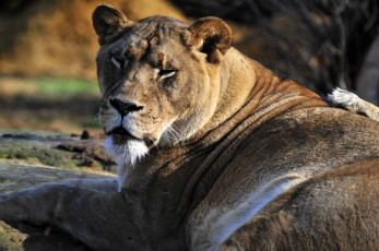 Картинка животные львы львица взгляд отдых