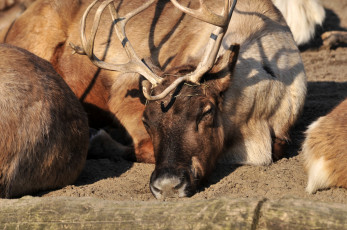 Картинка животные олени отдых олень животное