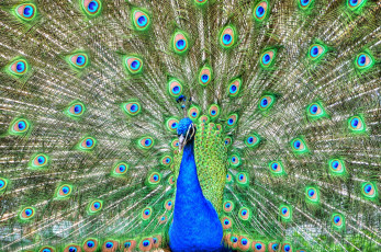 Картинка животные павлины павлин птиц