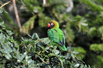 Картинка животные попугаи ветка птица листья попугай