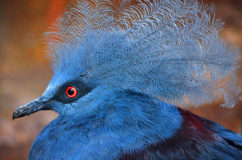 Картинка животные птицы птица окрас