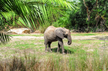 Картинка животные слоны зелень слоненок маленький