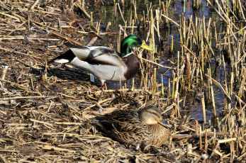 Картинка животные утки вода камыш птицы