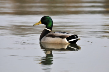 Картинка животные утки вода утка птица