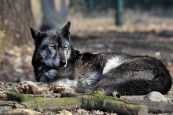 Картинка животные волки отдых волк животное