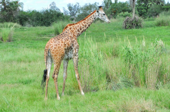 обоя животные, жирафы, трава, жираф, животное