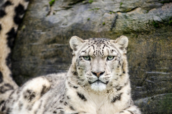 Картинка животные снежный+барс+ ирбис кошка морда скалы
