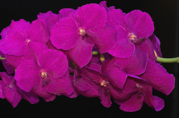 Картинка цветы орхидеи экзотика