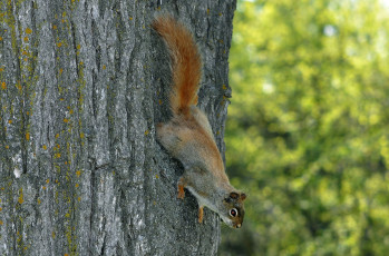 Картинка животные белки спуск белка дерево